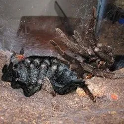 20053 tarantula stuck molt