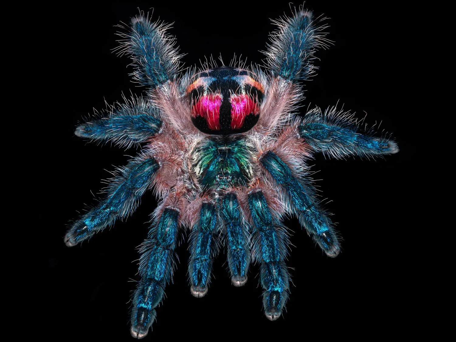 20054 surf station tarantula breeding