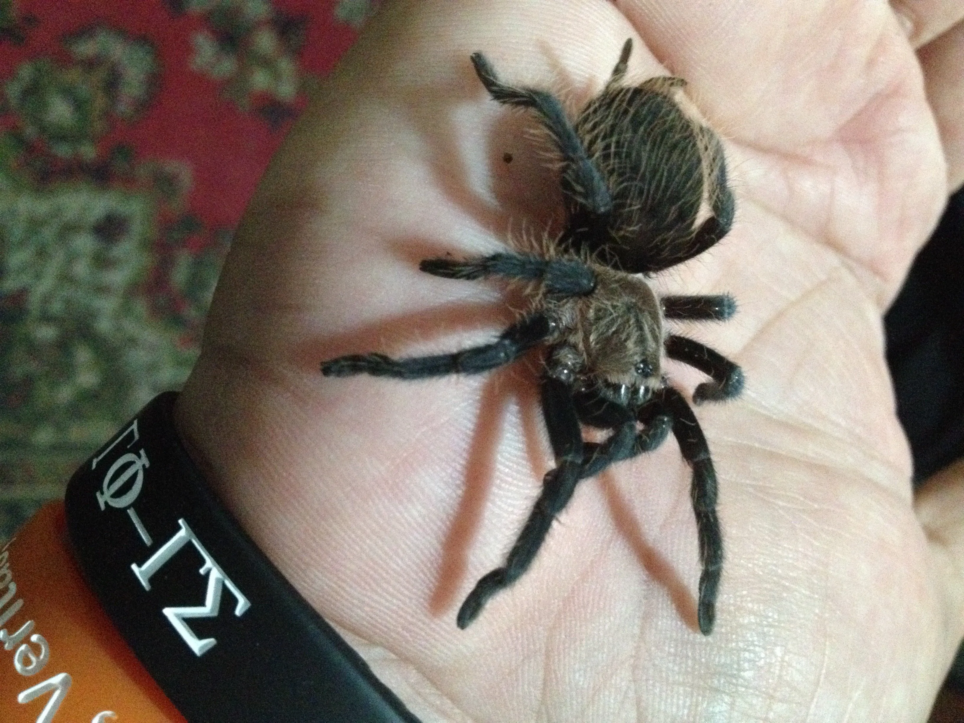 20055 tarantula albopilosum handling