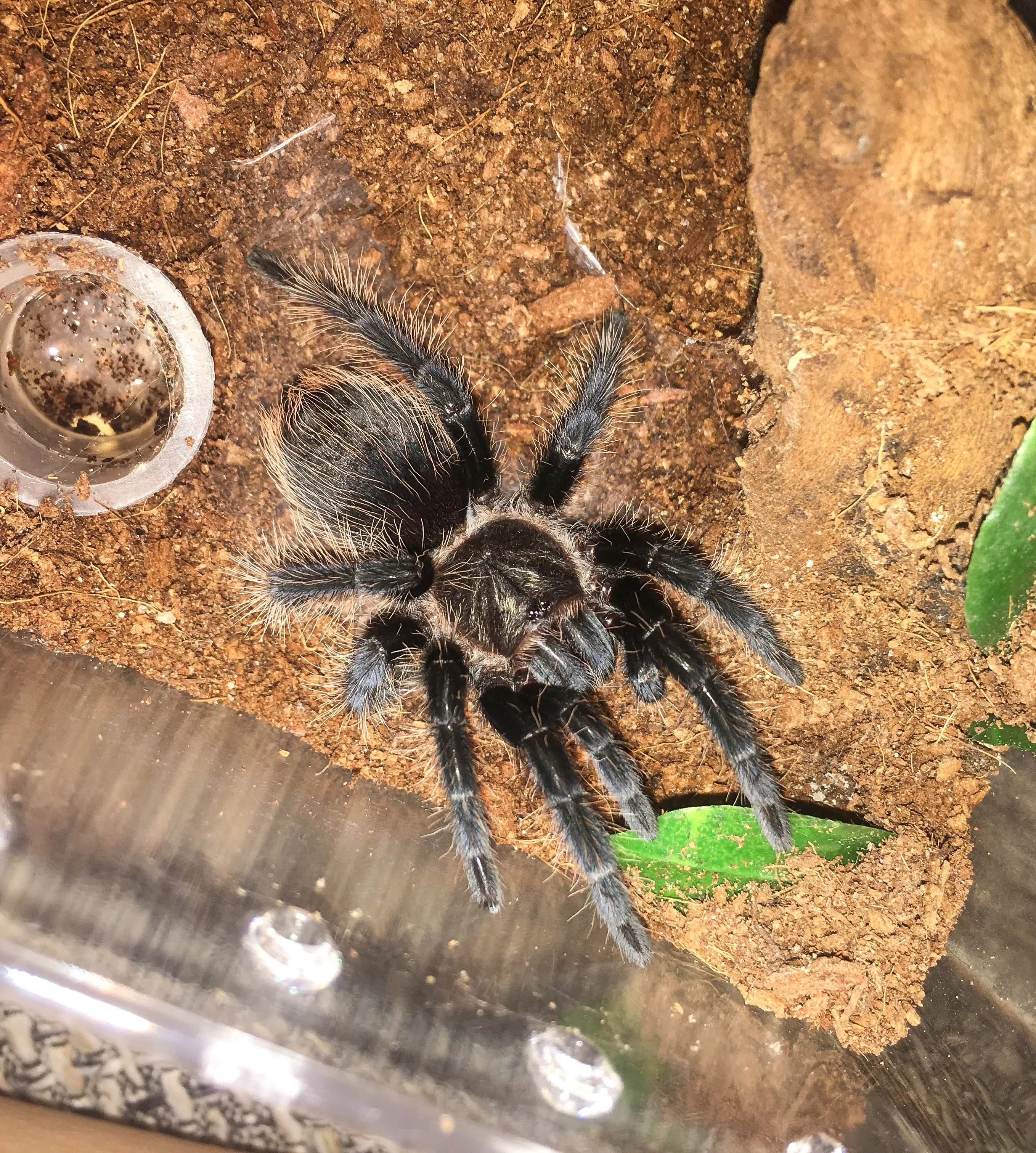 20055 tarantula albopilosum health