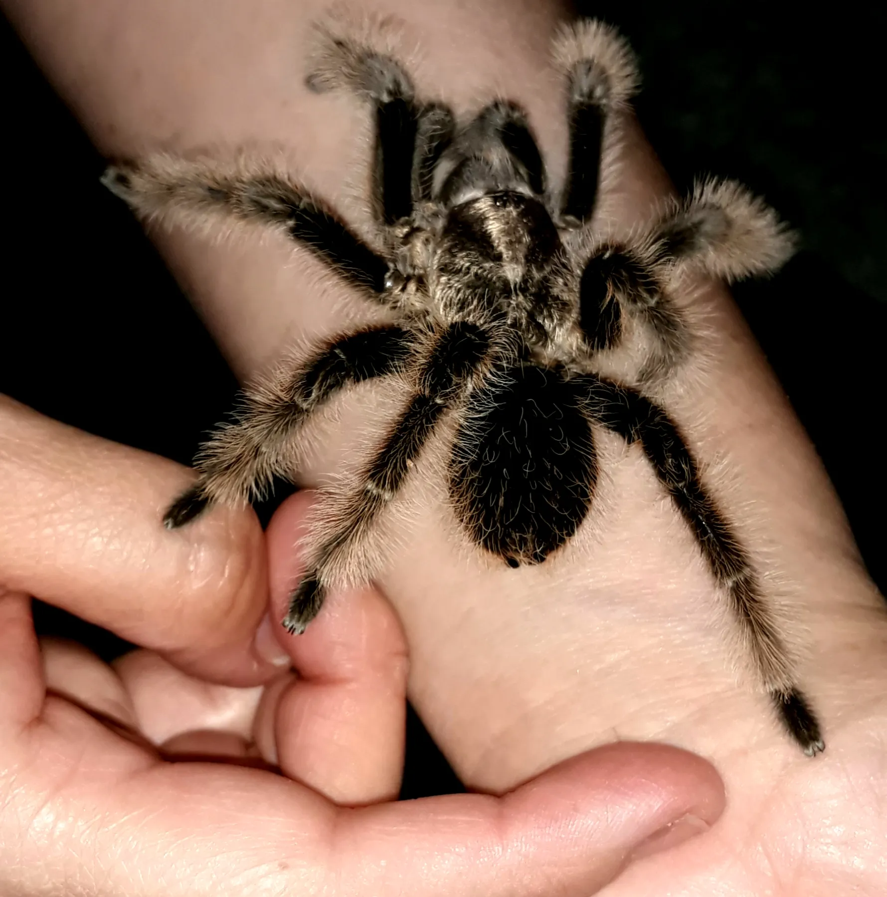 20055 tarantula albopilosum humidity