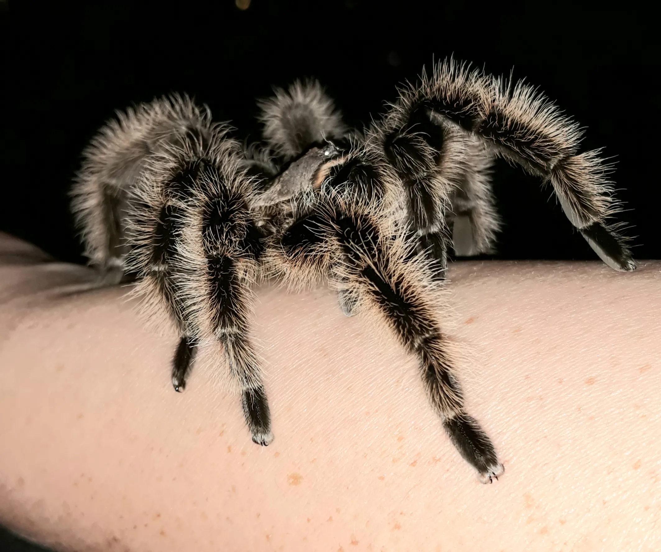 20055 tarantula albopilosum molting