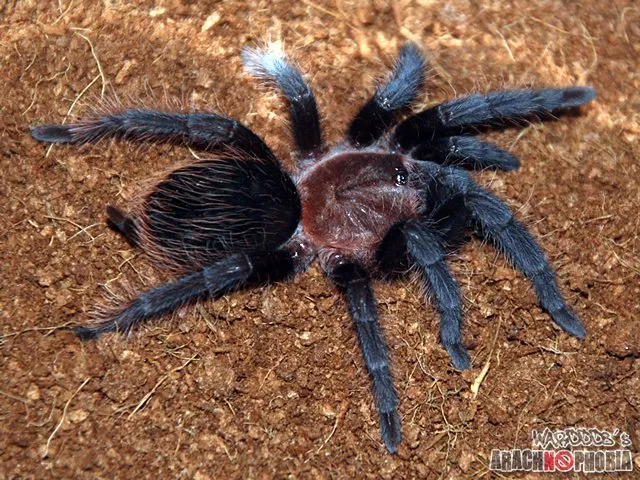20055 tarantula albopilosum substrate
