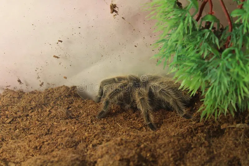 /img/20055-tarantula-albopilosum-water.webp