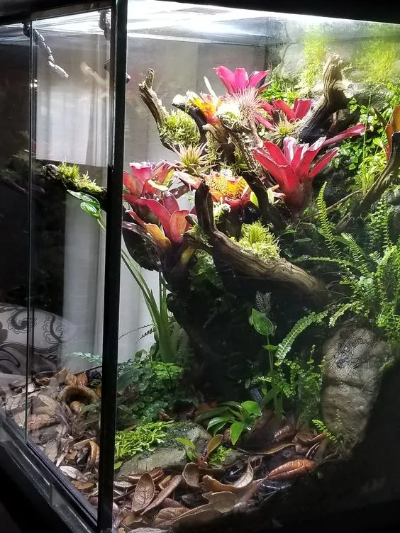 20057 obt tarantula substrate