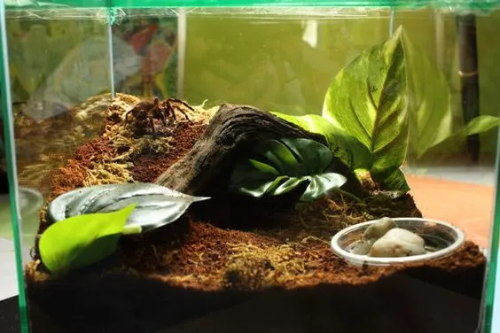 20057 obt tarantula tank size