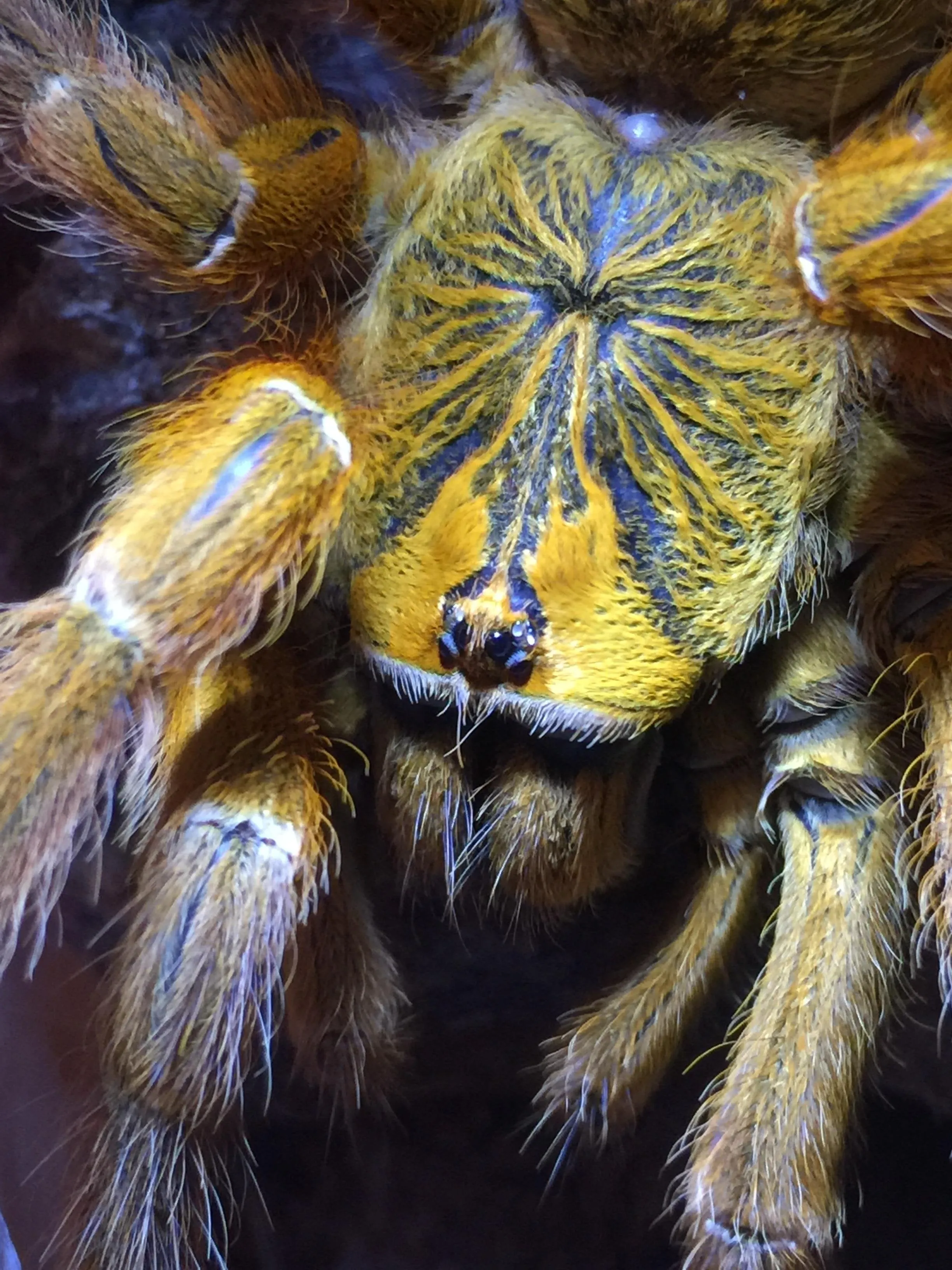 20057 obt tarantula temperature
