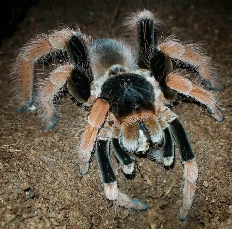 /img/20061-colombian-giant-redleg-tarantula-breeding.webp