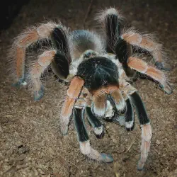 /img/20061-colombian-giant-redleg-tarantula-breeding.webp