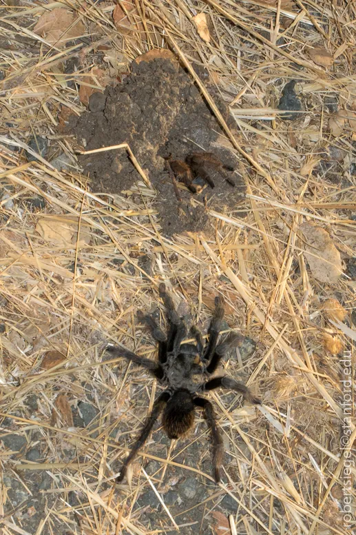 20062 tarantula enclosure