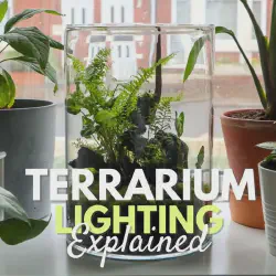 /img/20064-incorrect-terrarium-lighting.webp