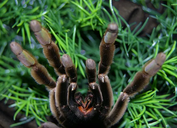 20065 tarantula handling safety