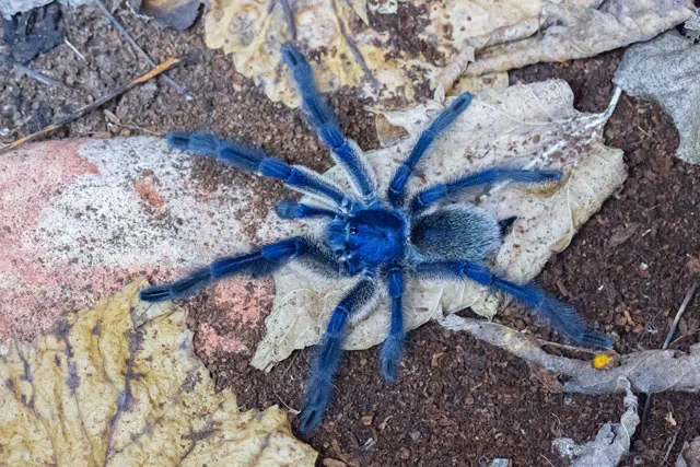 20067 balfouri tarantula coco fiber