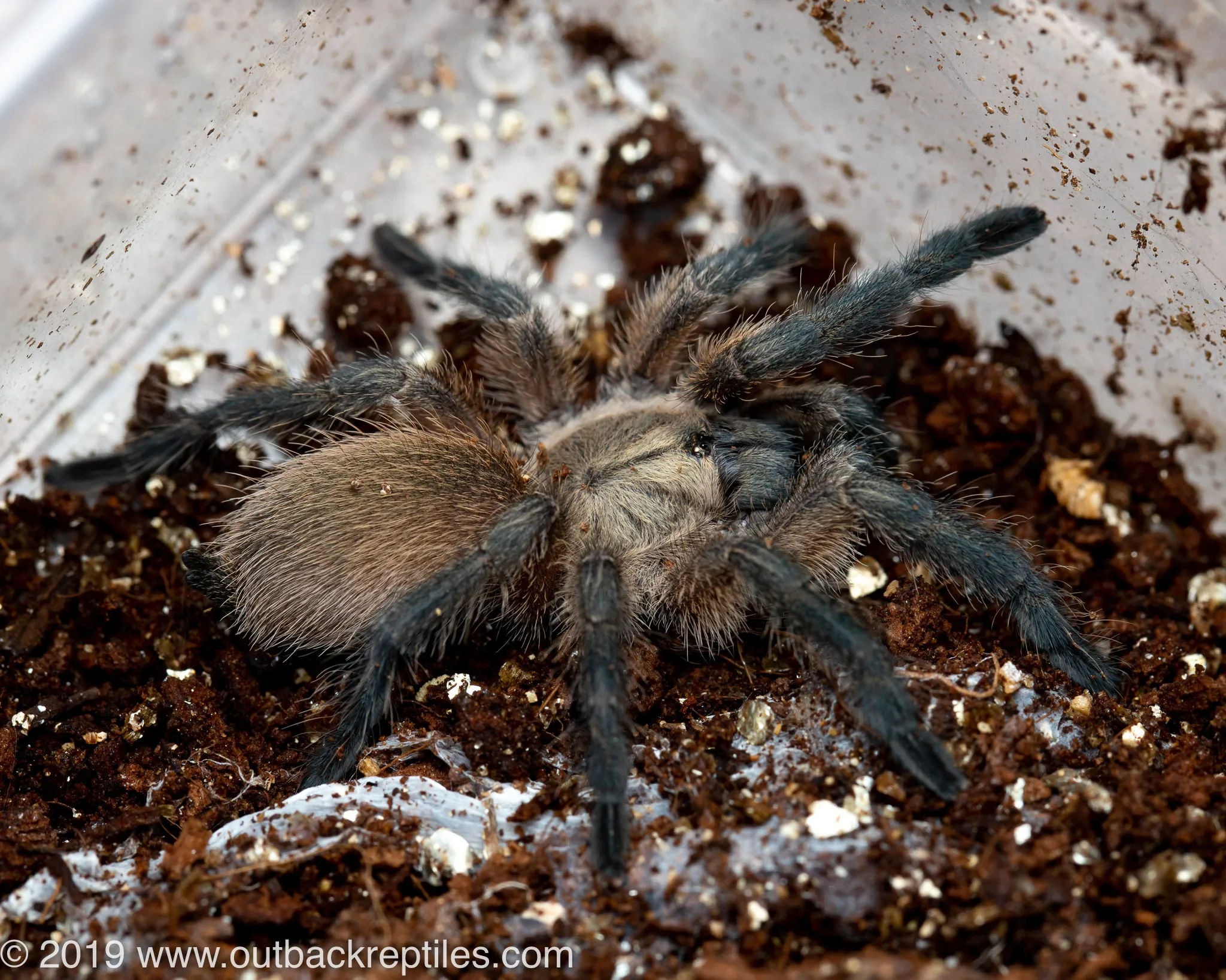 20067 balfouri tarantula substrate mix