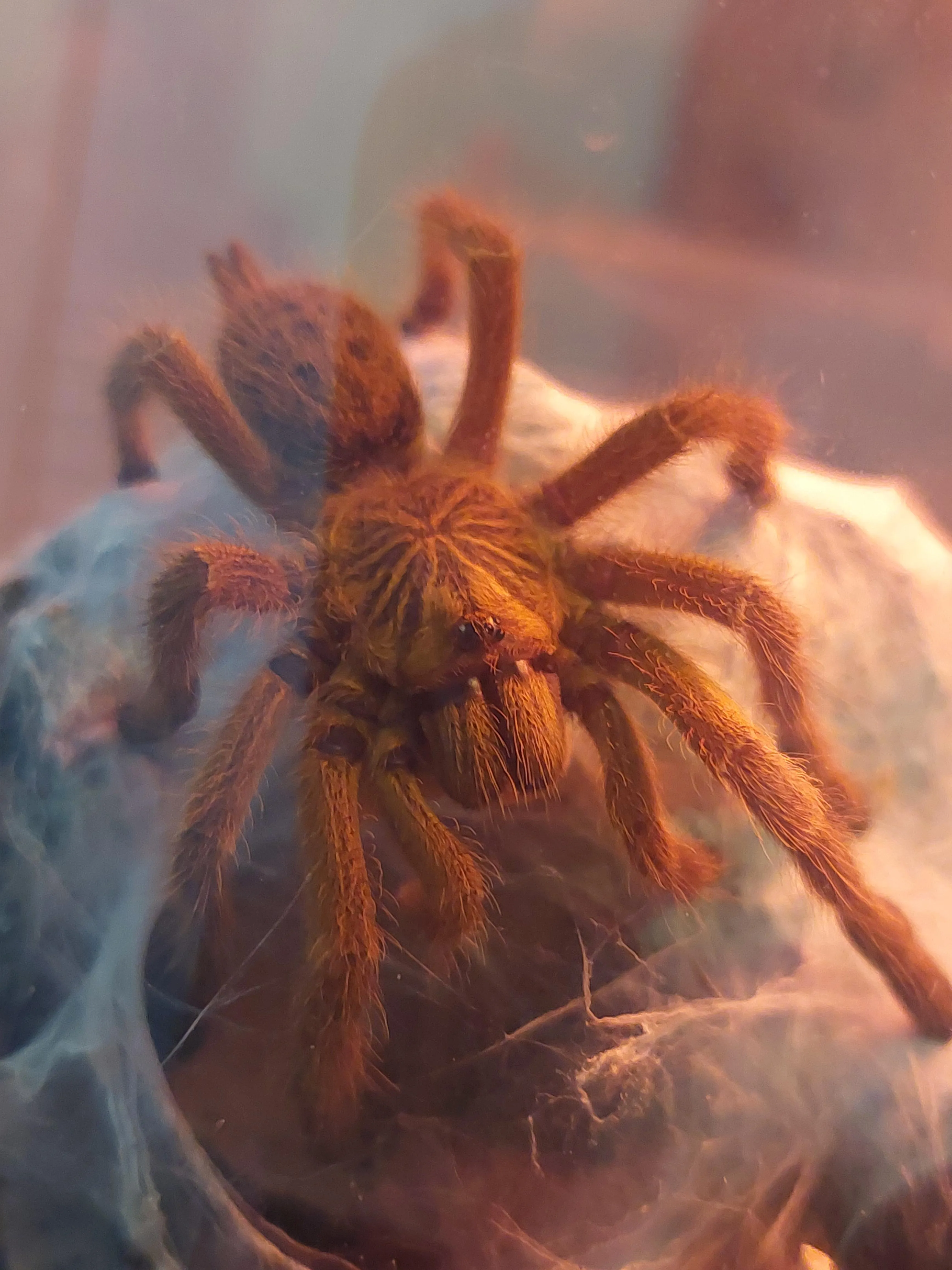 20071 handling tarantula
