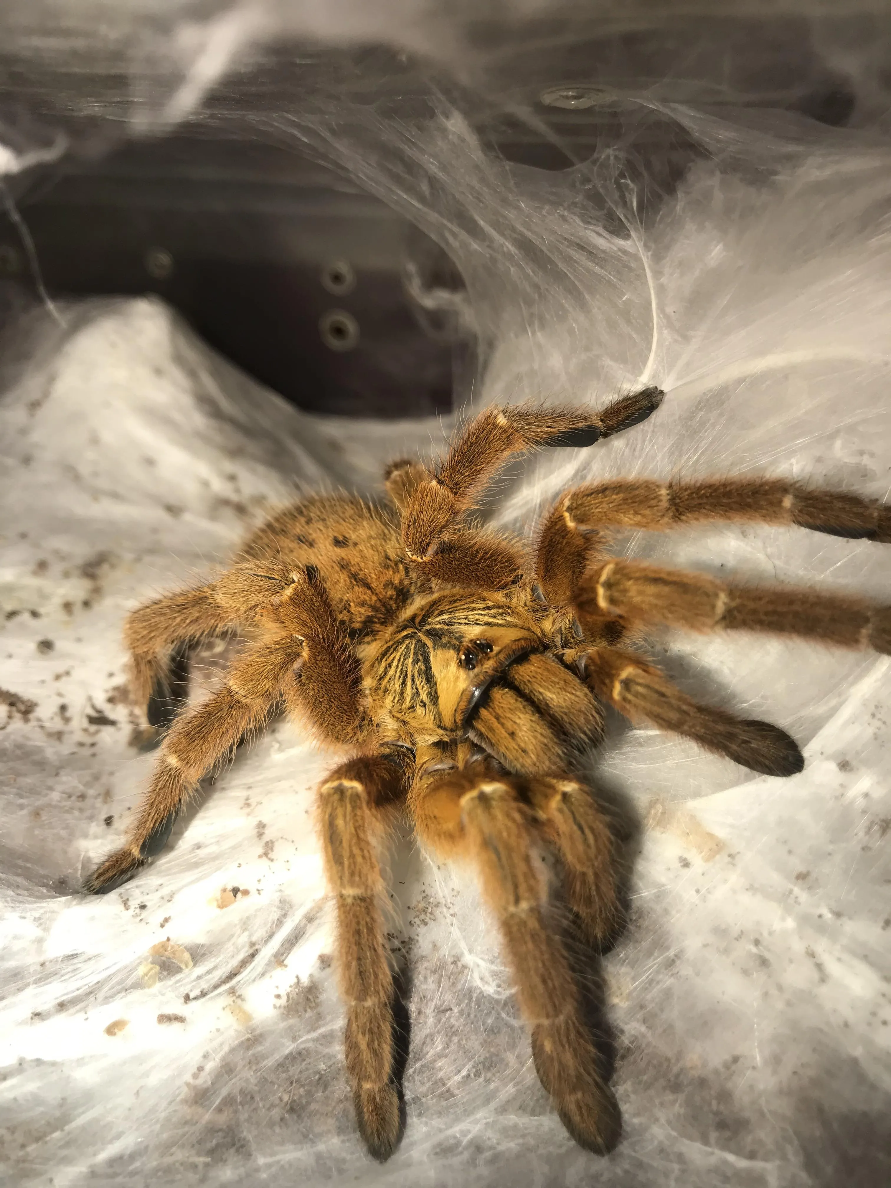 20071 tarantula feeding