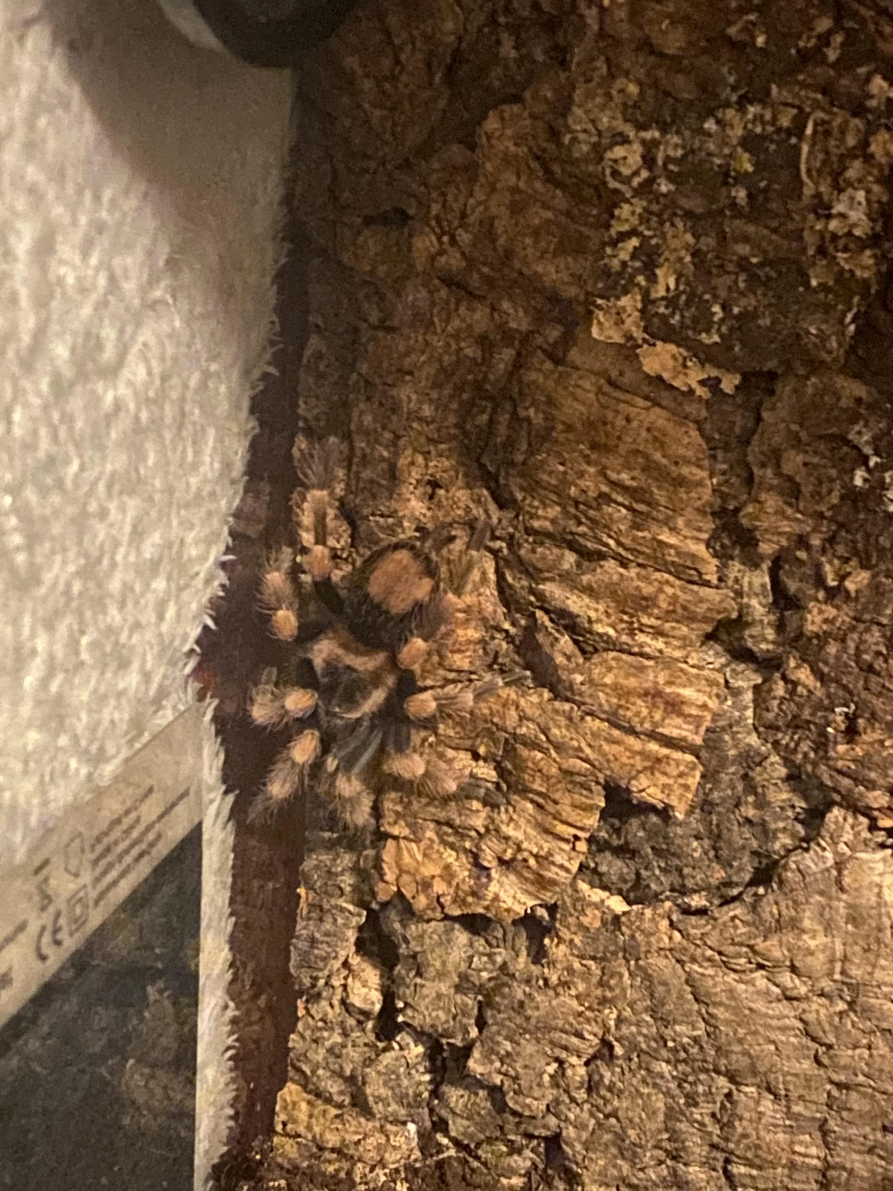 20071 tarantula health