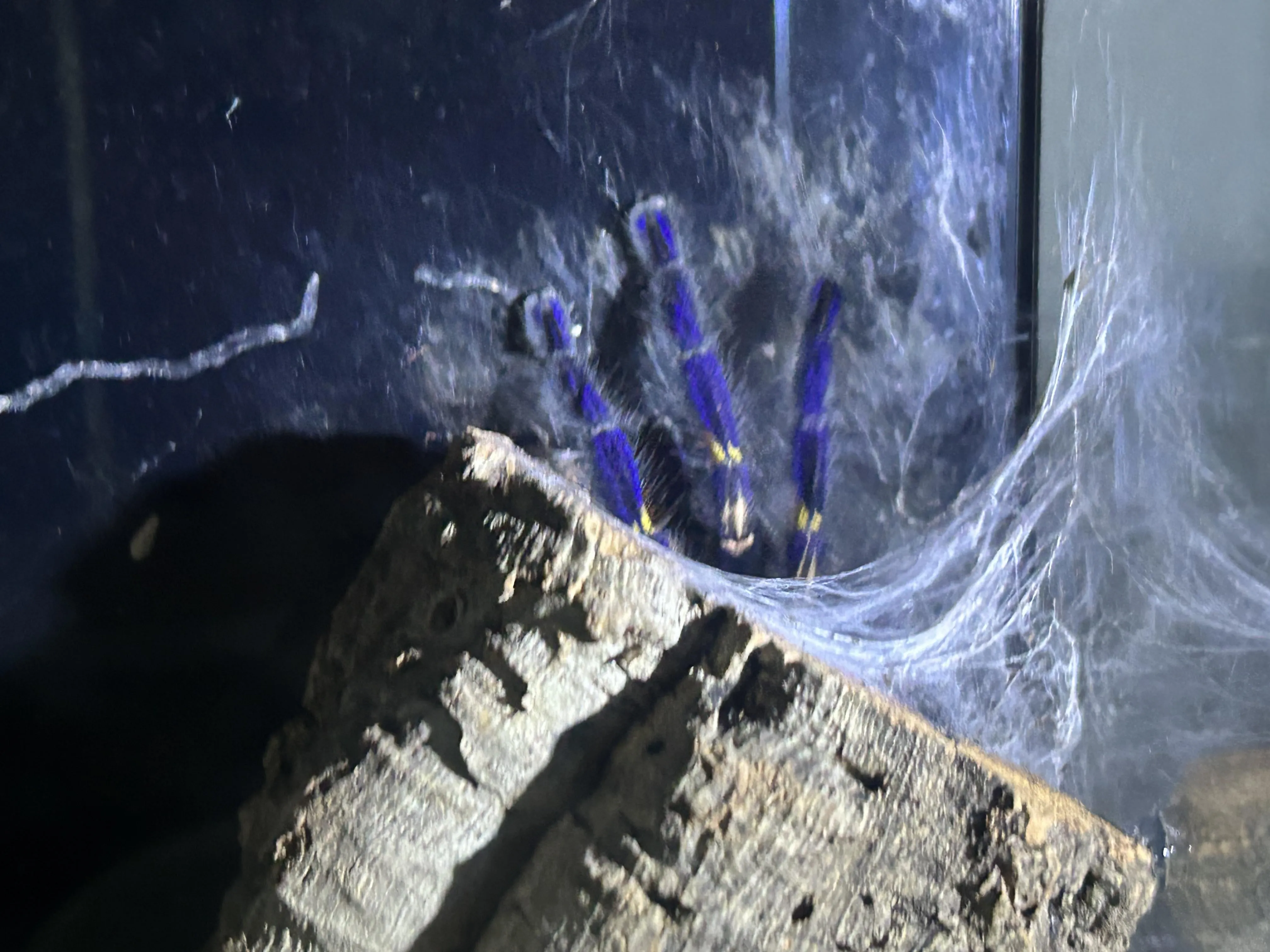 20071 tarantula overfeeding