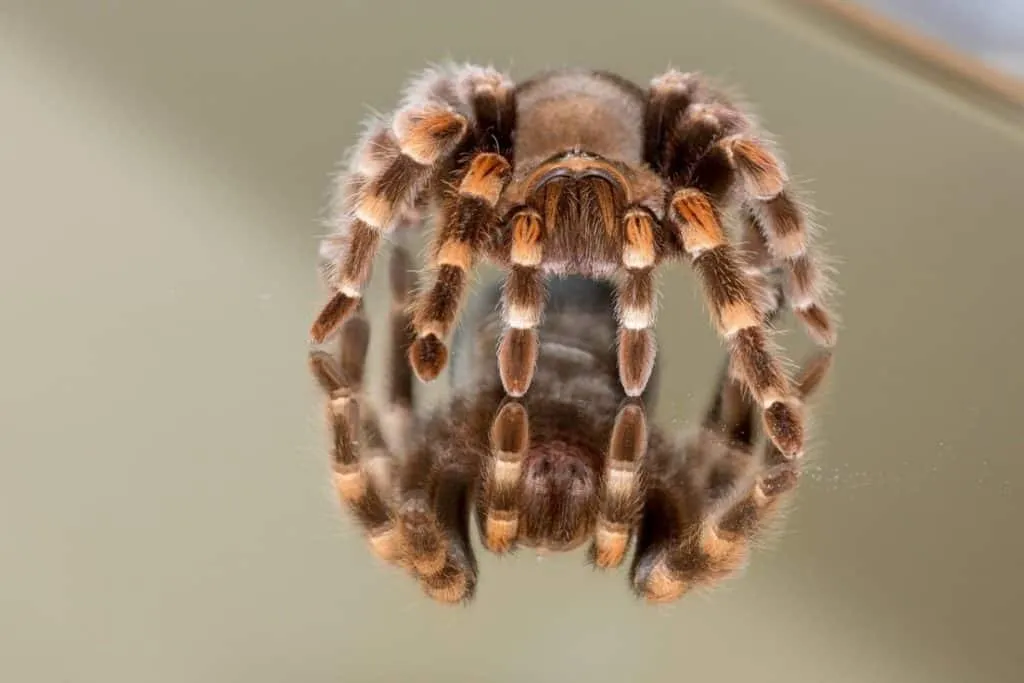 20072 funny tarantula names 5