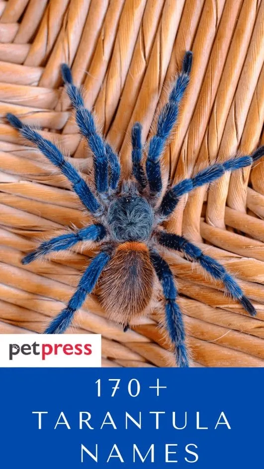 /img/20072-funny-tarantula-names-7.webp