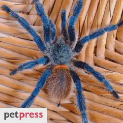 /img/20072-funny-tarantula-names-7.webp