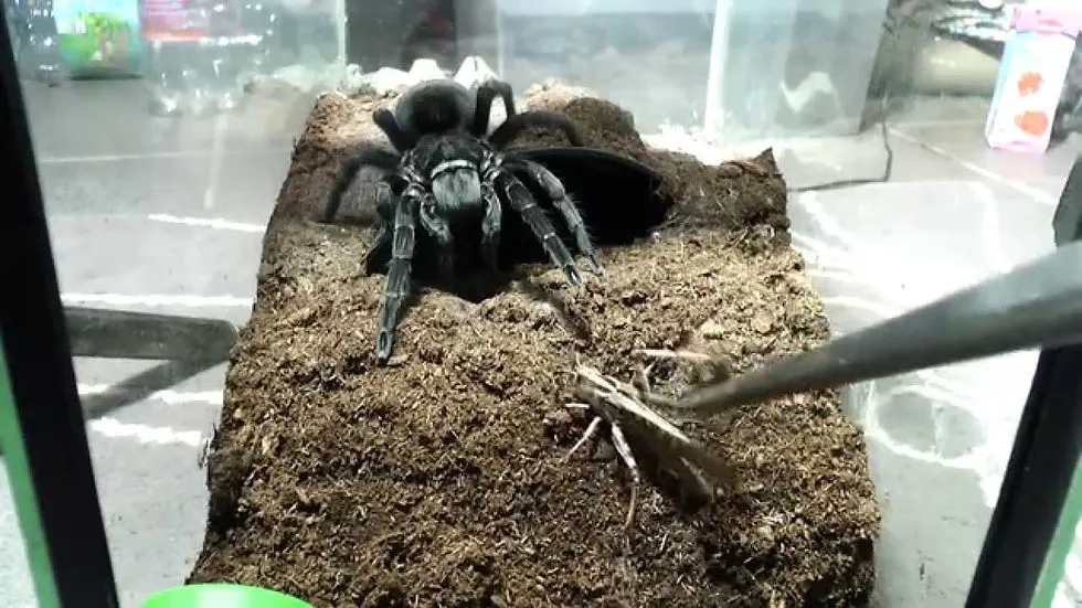 20074 tarantula drinking