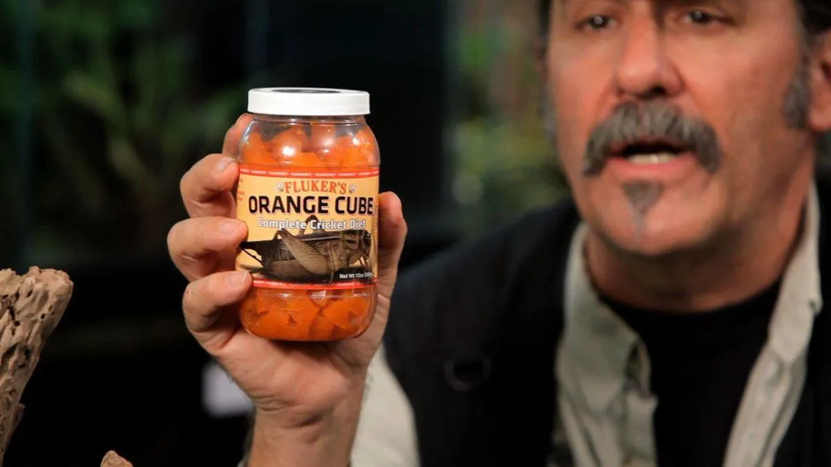 20074 tarantula eating