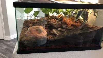 20075 wooden tarantula enclosure