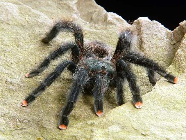 /img/20076-pink-toe-tarantula-health.webp