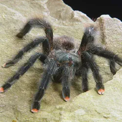 /img/20076-pink-toe-tarantula-health.webp