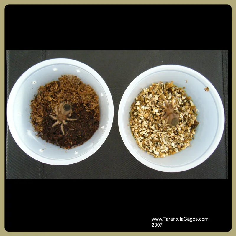 20078 tarantula enclosure