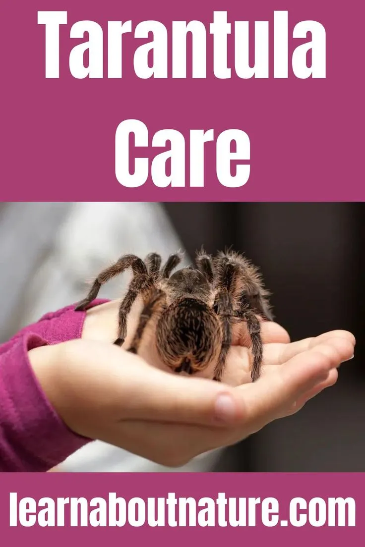 20078 tarantula molting