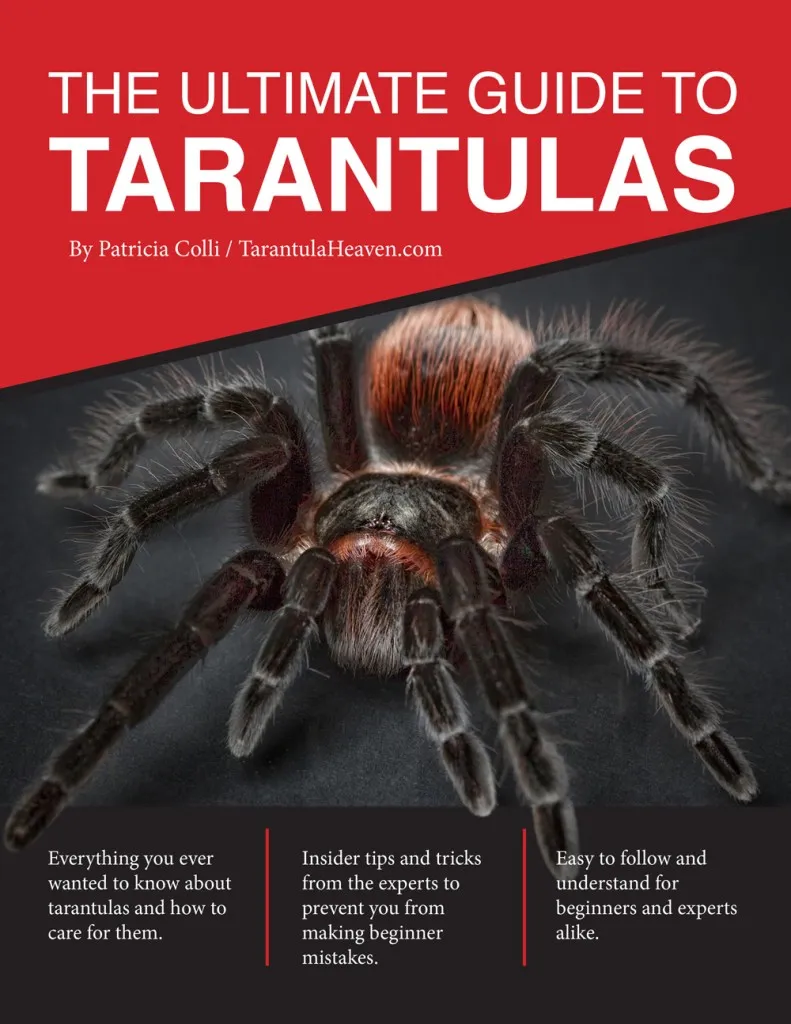 20078 tarantula water
