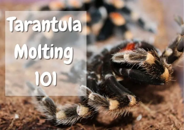 20081 molting tarantula
