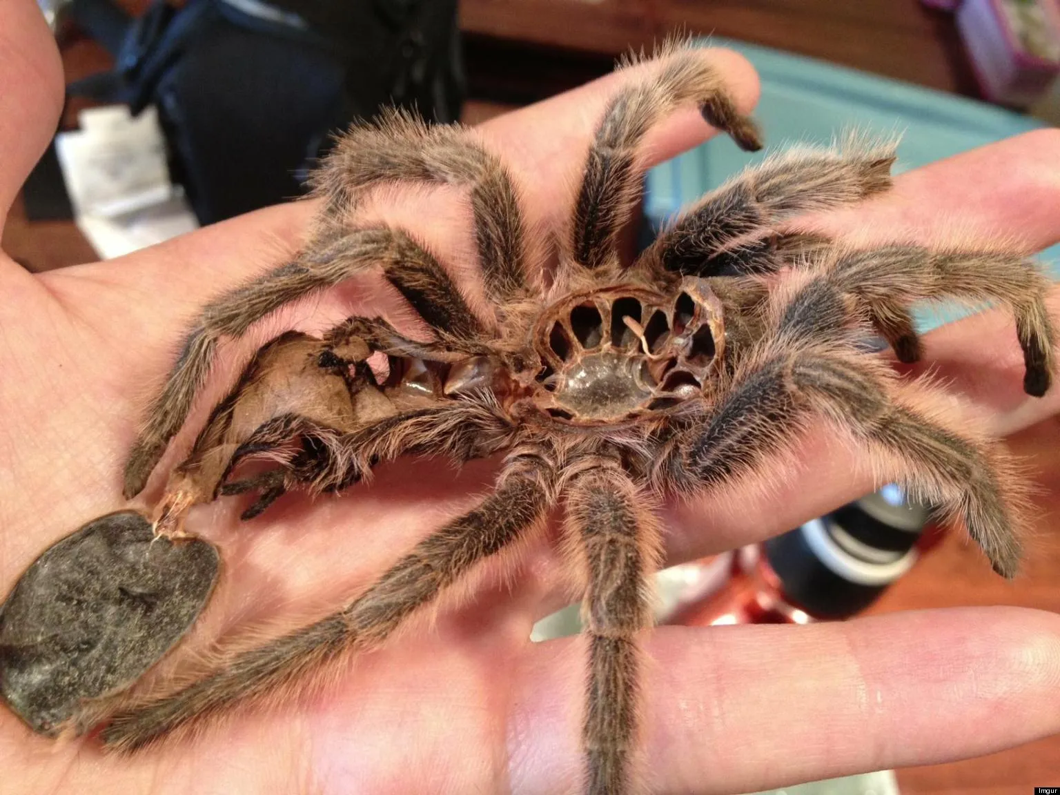/img/20081-problematic-tarantula-molt.webp
