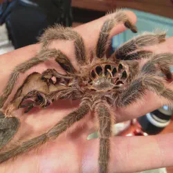 /img/20081-problematic-tarantula-molt.webp