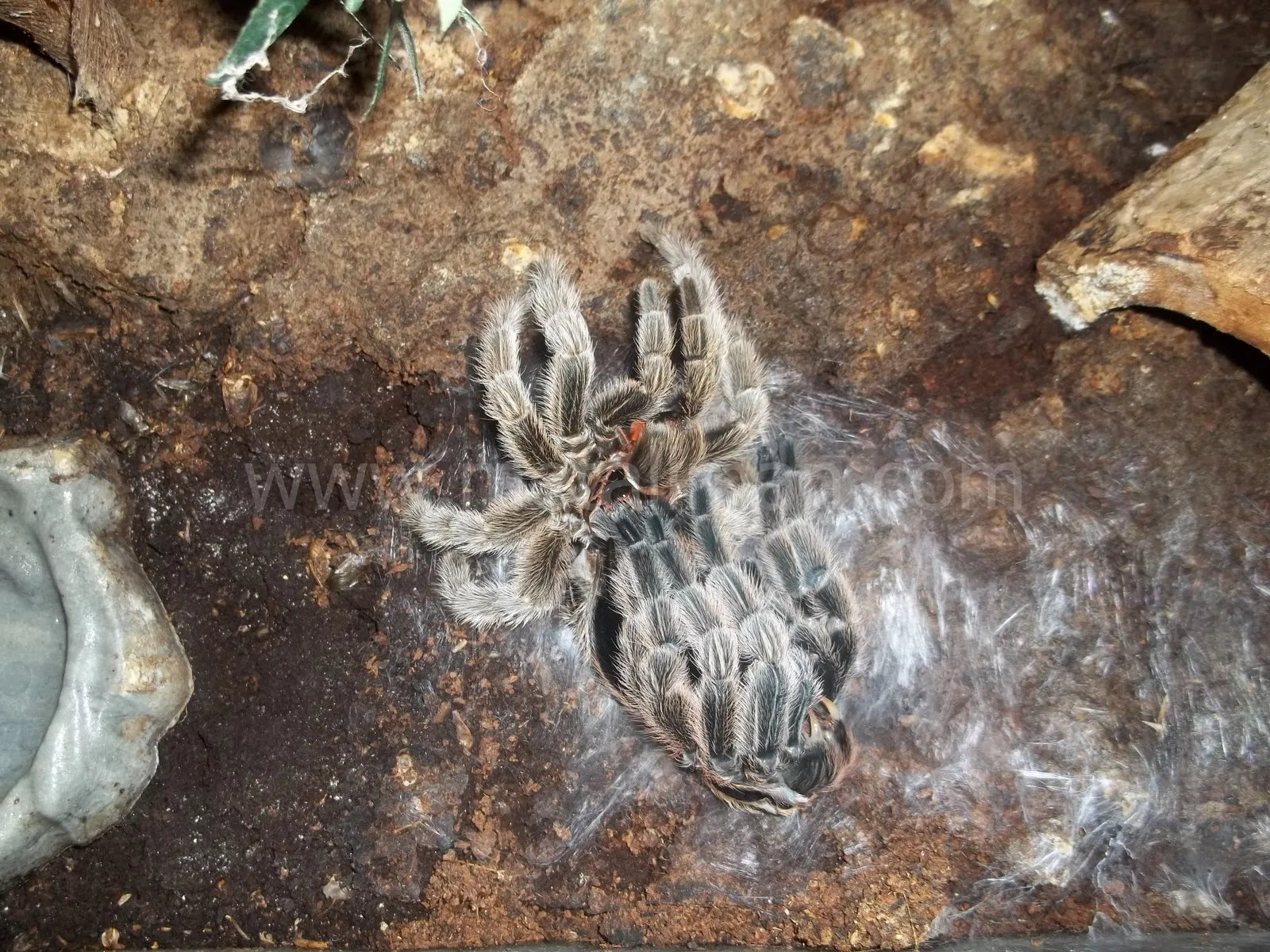20081 tarantula mealworm