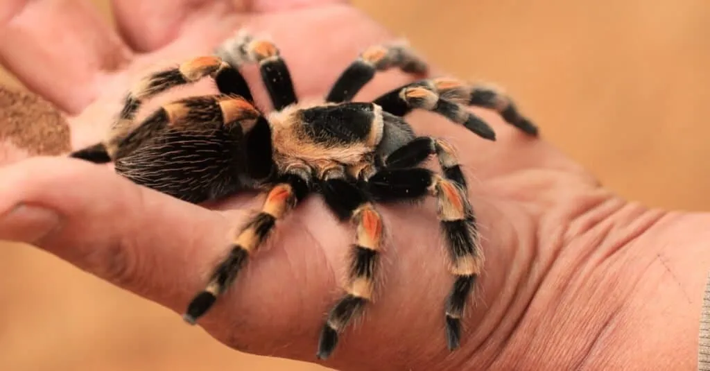 20083 molting tarantula