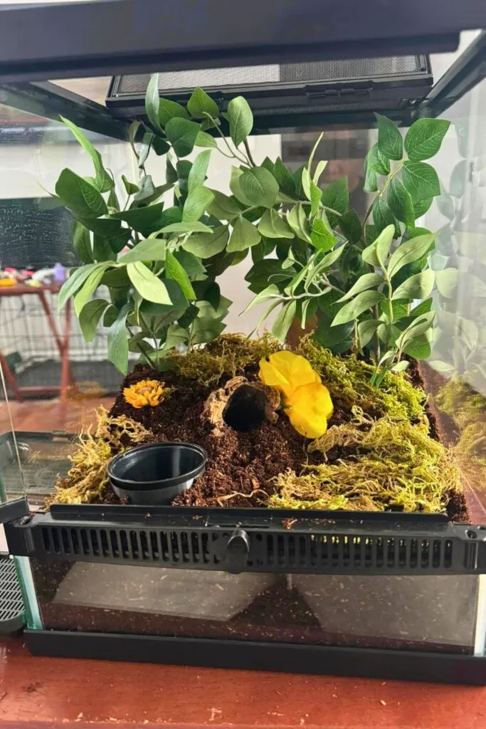 20084 tarantula humidity