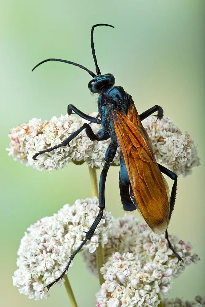20089 tarantula hawk wasp australia habitat