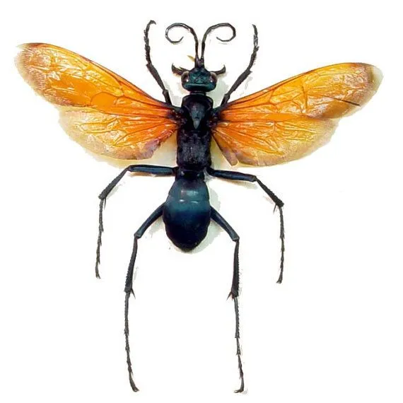 20089 tarantula hawk wasp australia identification