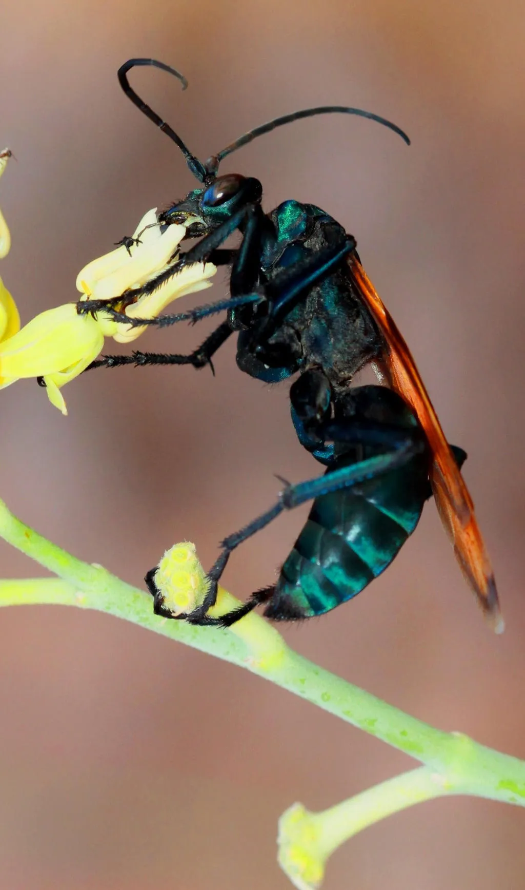 20089 tarantula hawk wasp australia life cycle