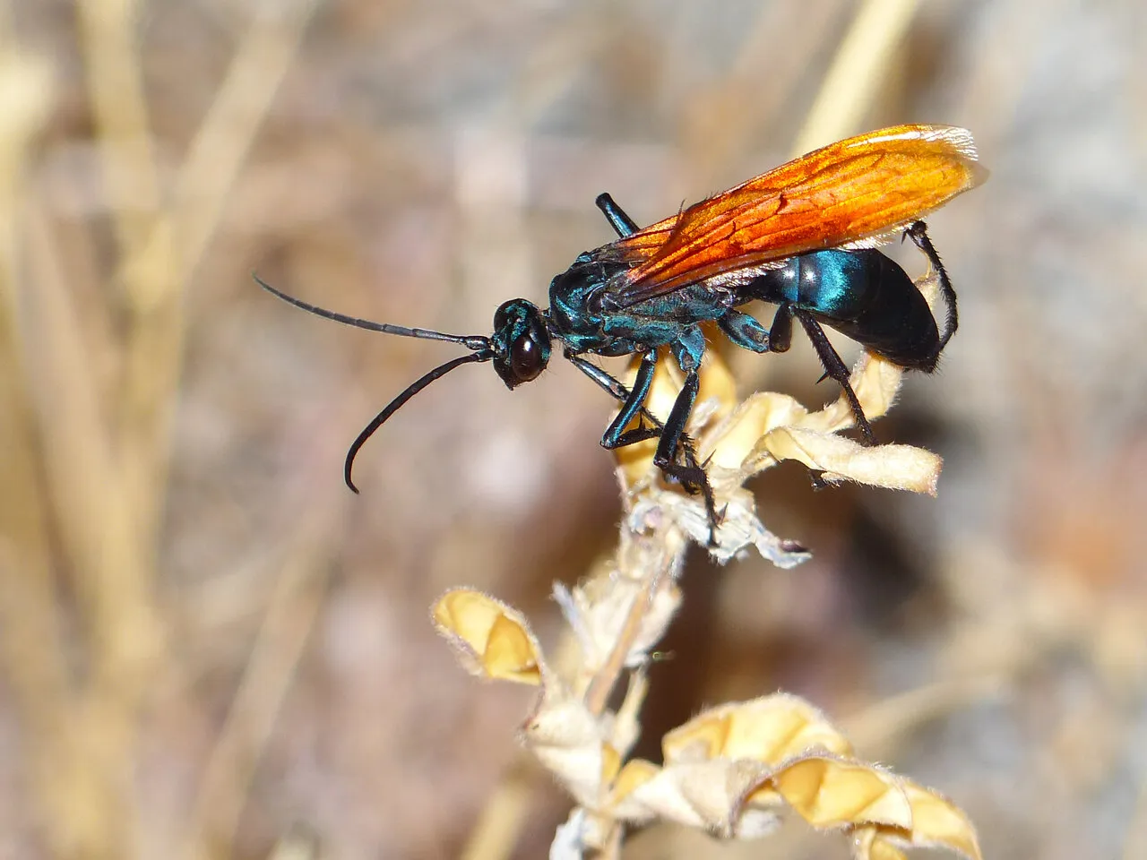 20089 tarantula hawk wasp australia overview
