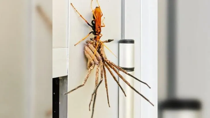 20089 tarantula hawk wasp australia sting