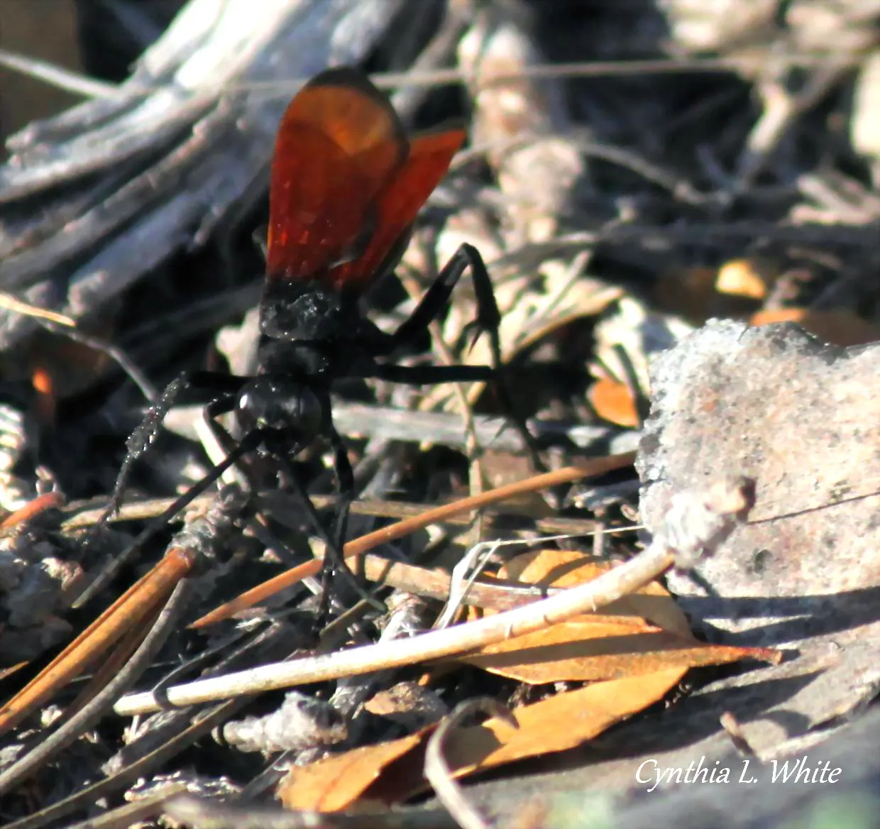 20089 tarantula hawk wasp australia tarantula
