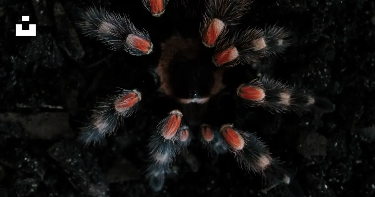 20090 red back tarantula feeding