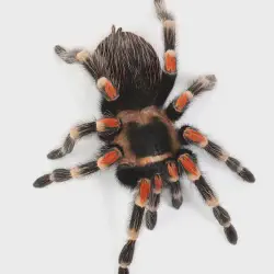 /img/20090-red-back-tarantula-pet.webp