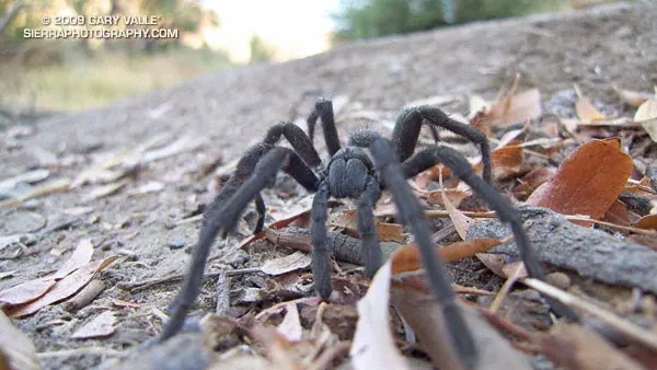 20093 tarantula feeding