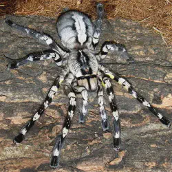/img/20093-tarantula-habitat-maintenance.webp