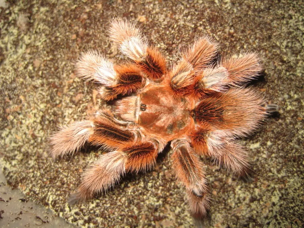 20093 tarantula molting